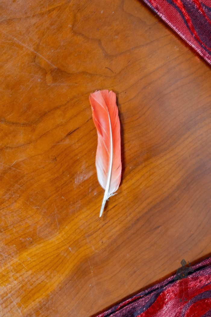 Pena Ekode - Image 1
