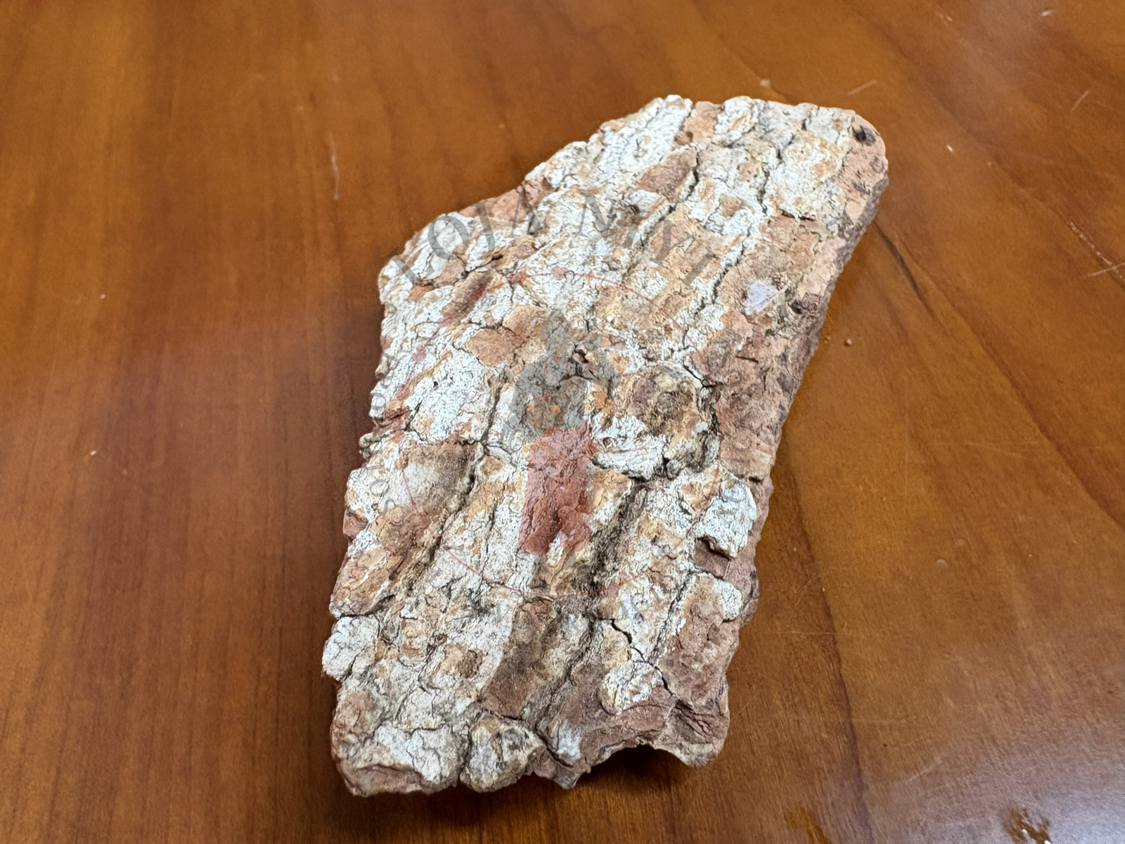 IMG_3713 Opo obo - Image 1